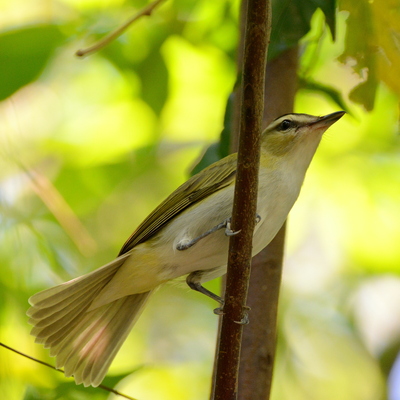 Chivi Vireo
